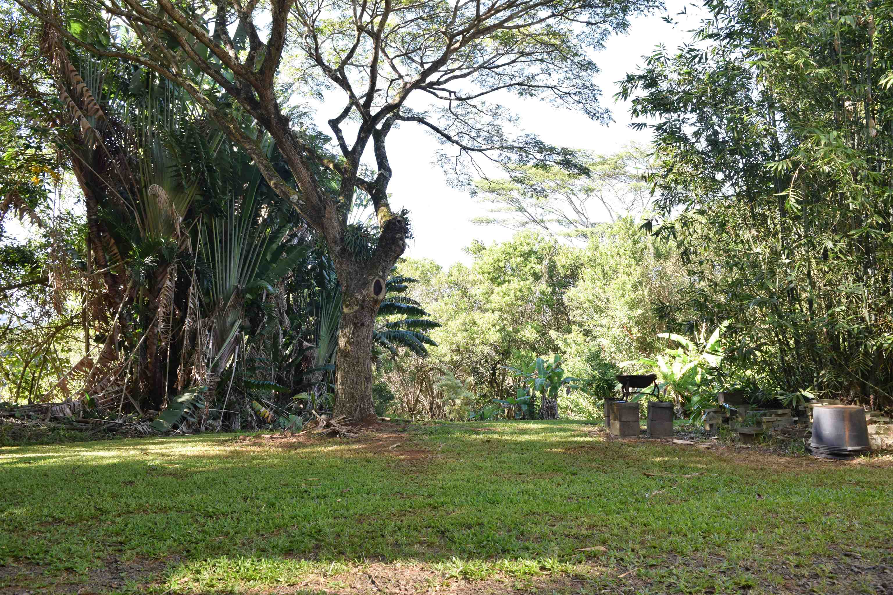 616 West Kuiaha Road Haiku, HI 96708 - Photo 7 of 30 a view of a trees in a yard
