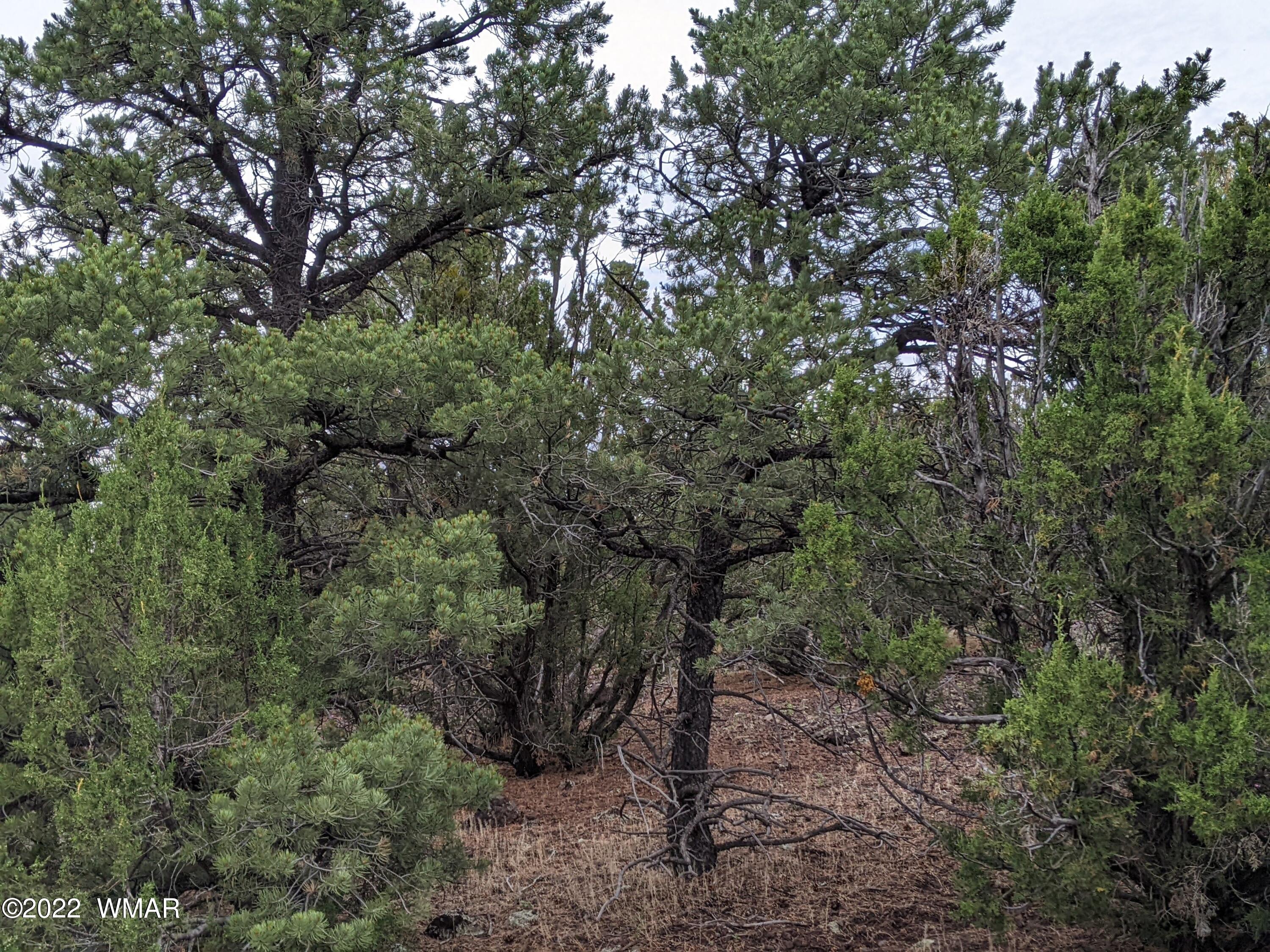 Lot 72 North Dolly Road Concho, AZ 85924 - Photo 11 of 22
