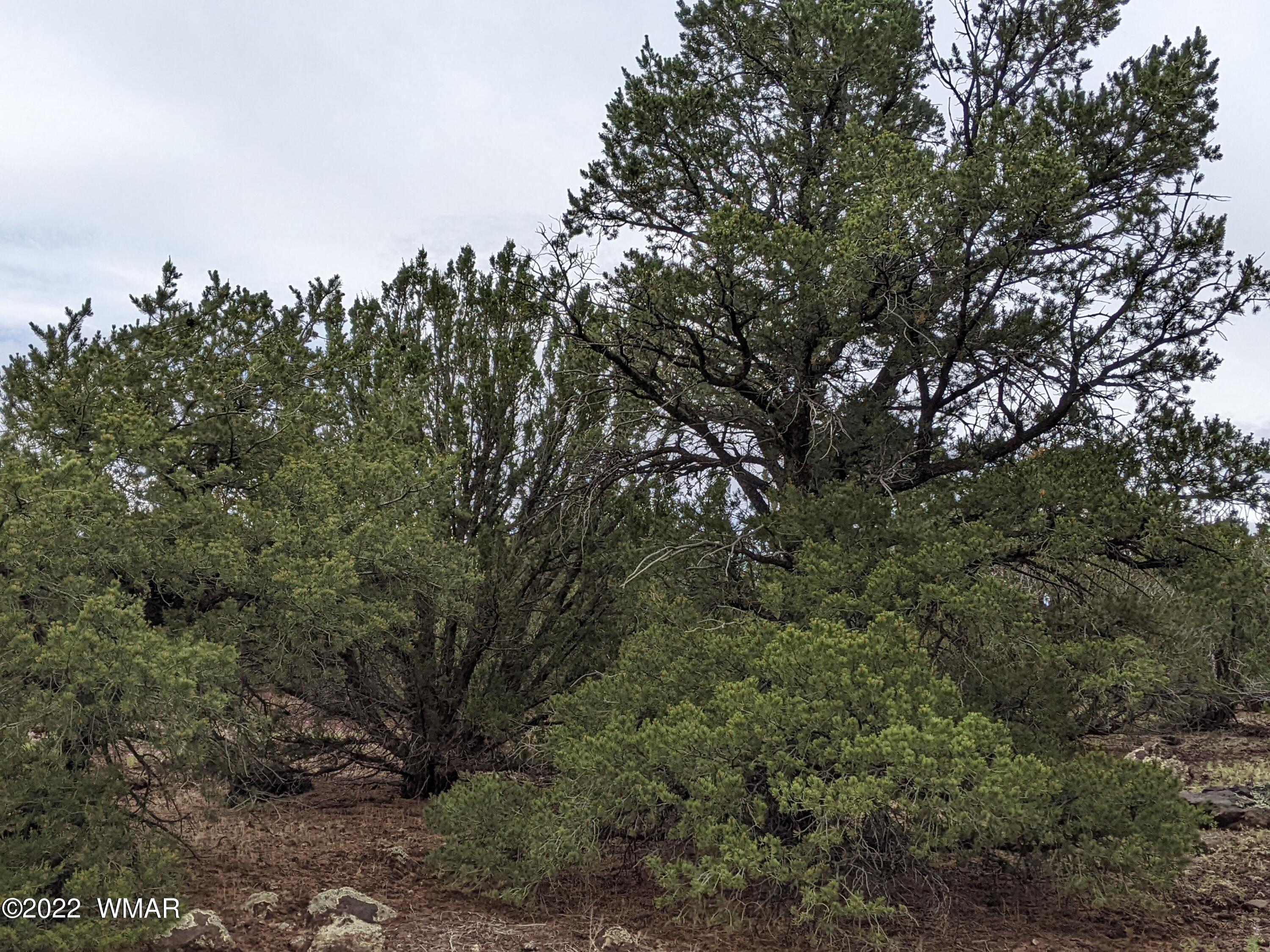 Lot 72 North Dolly Road Concho, AZ 85924 - Photo 13 of 22