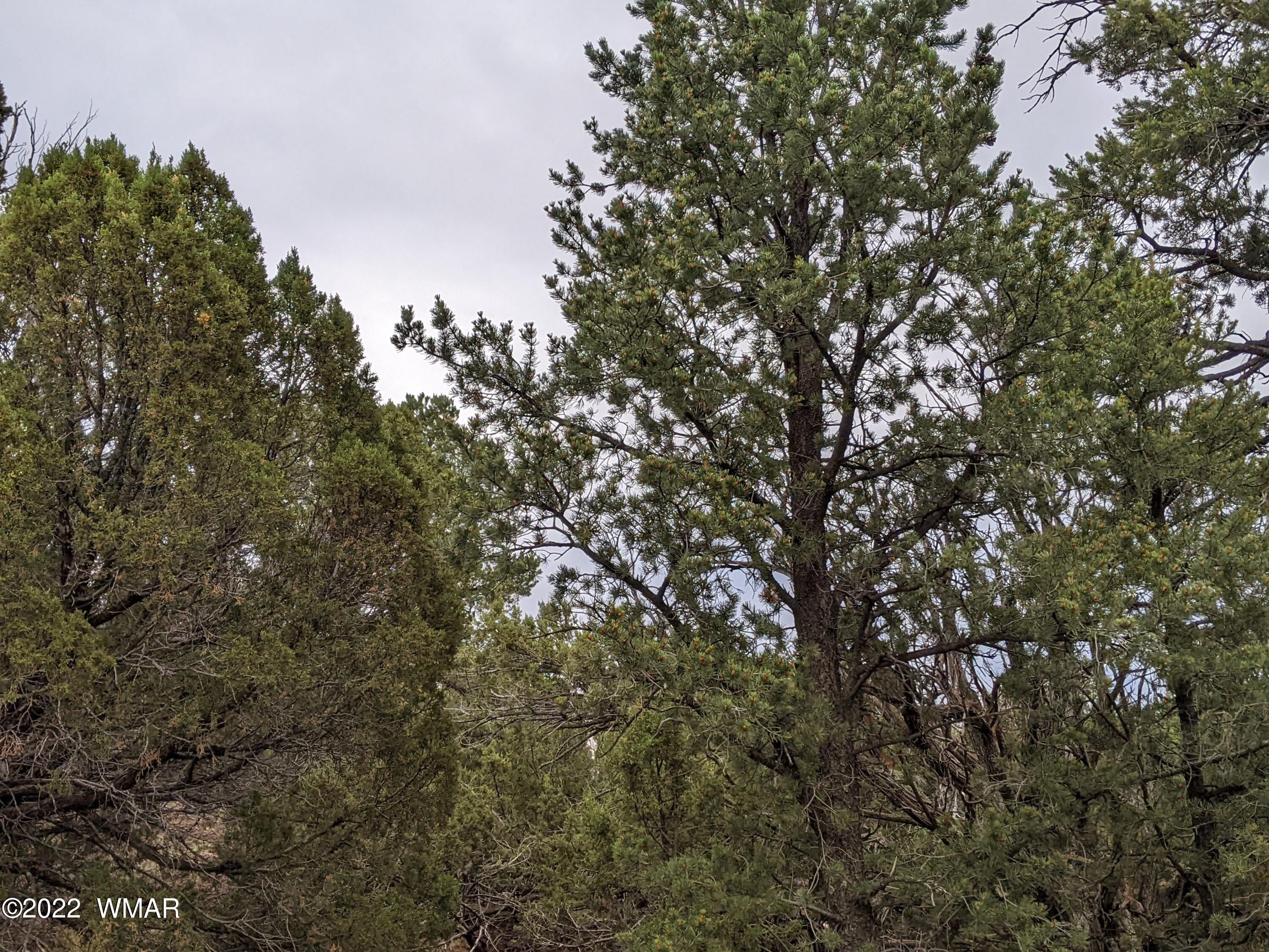 Lot 72 North Dolly Road Concho, AZ 85924 - Photo 14 of 22