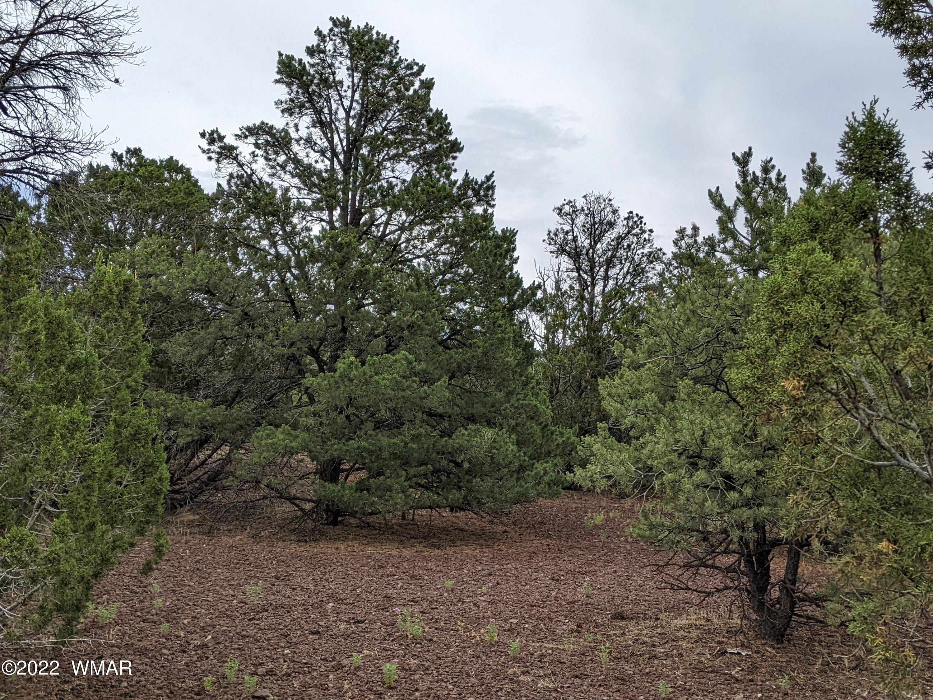 Lot 72 North Dolly Road Concho, AZ 85924 - Photo 15 of 22