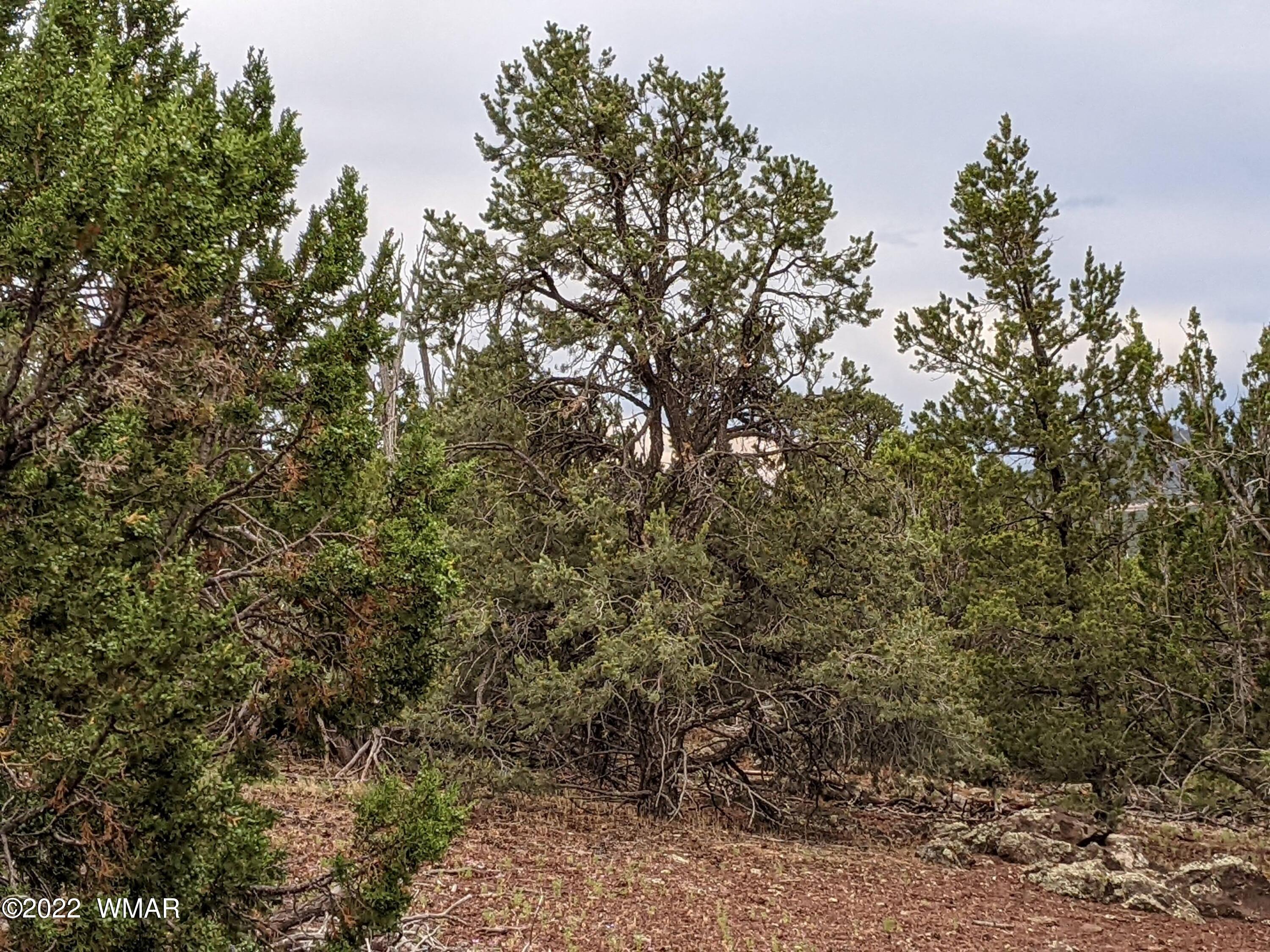 Lot 72 North Dolly Road Concho, AZ 85924 - Photo 16 of 22