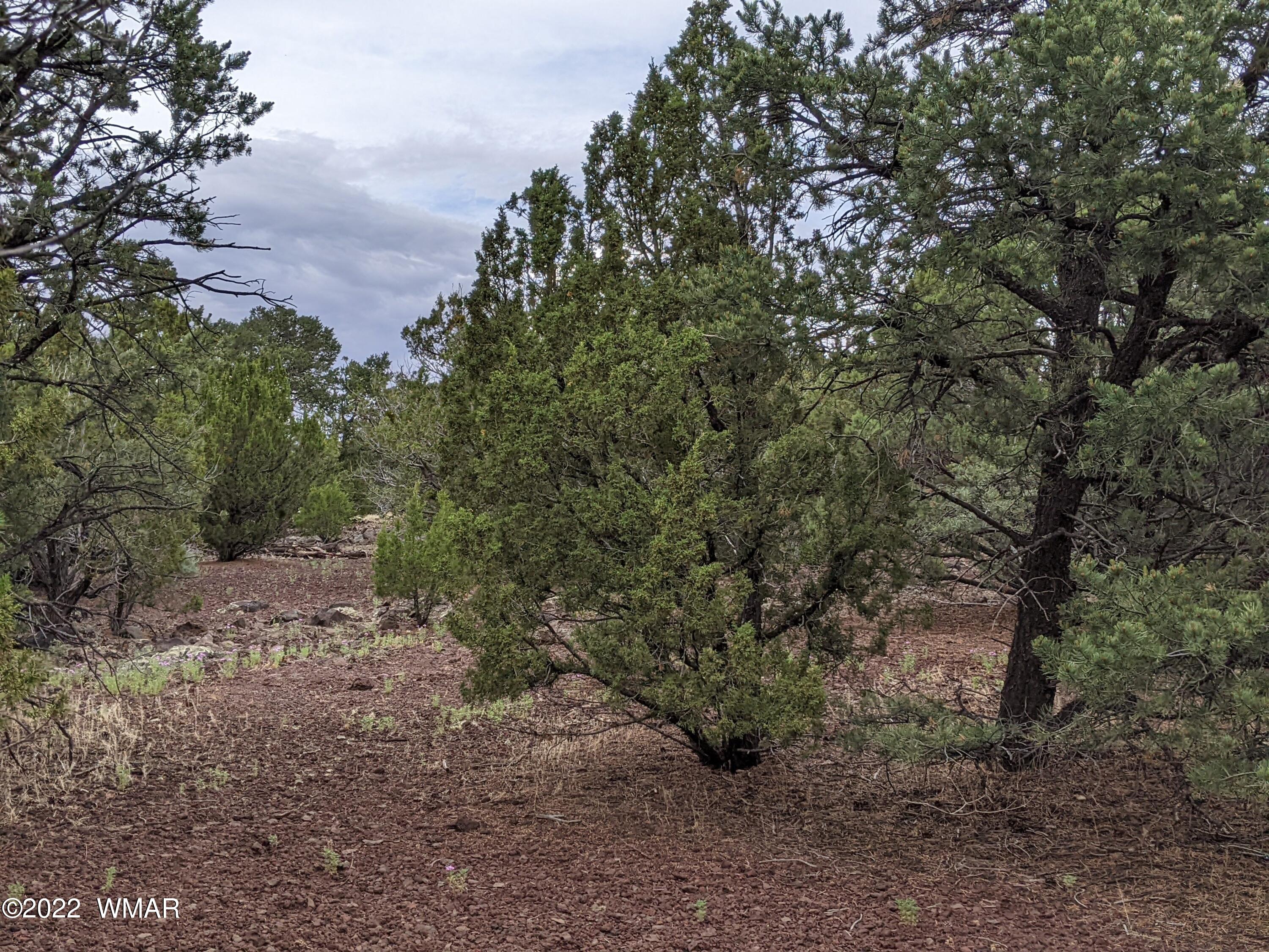 Lot 72 North Dolly Road Concho, AZ 85924 - Photo 4 of 22