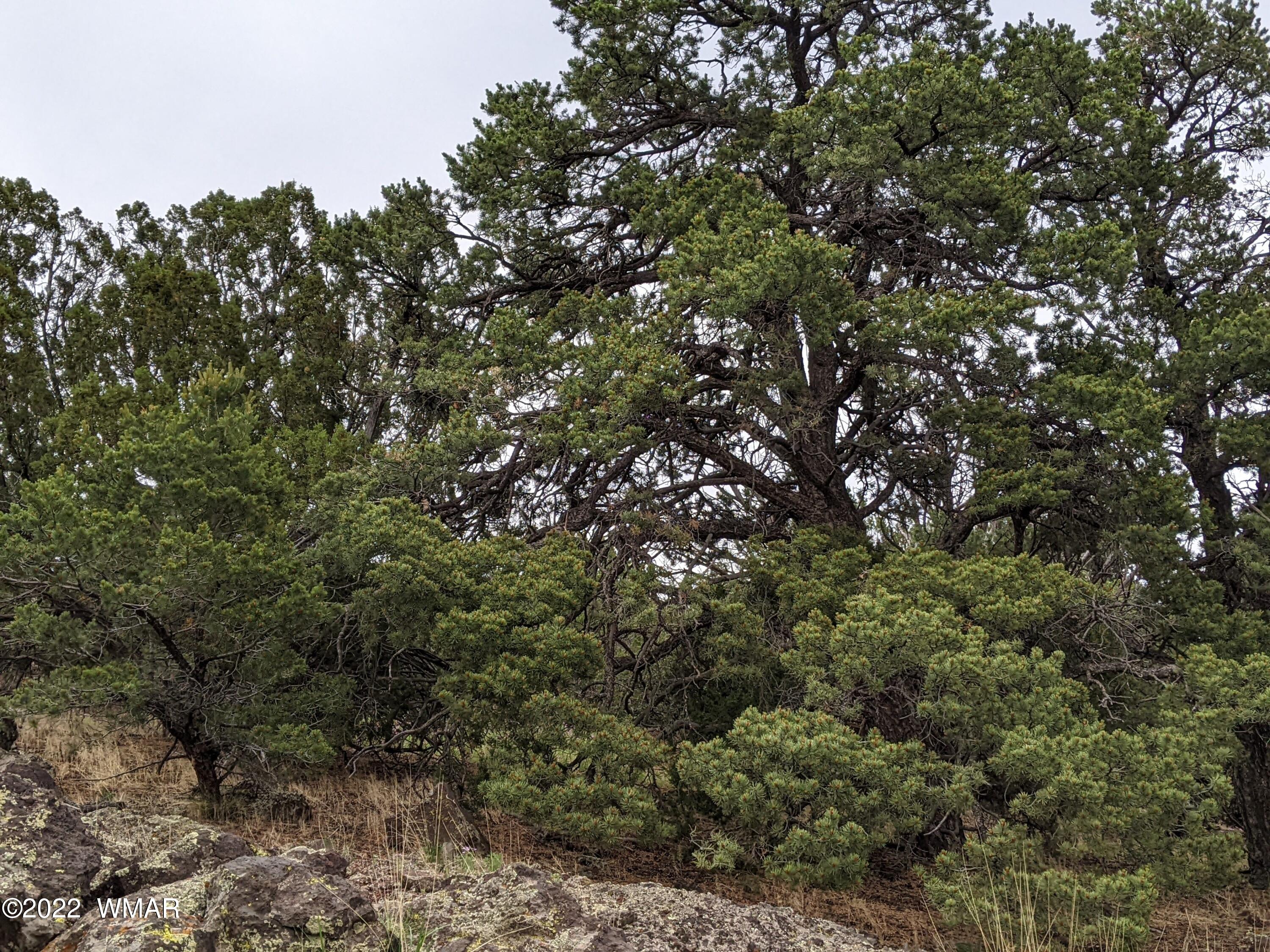 Lot 72 North Dolly Road Concho, AZ 85924 - Photo 6 of 22