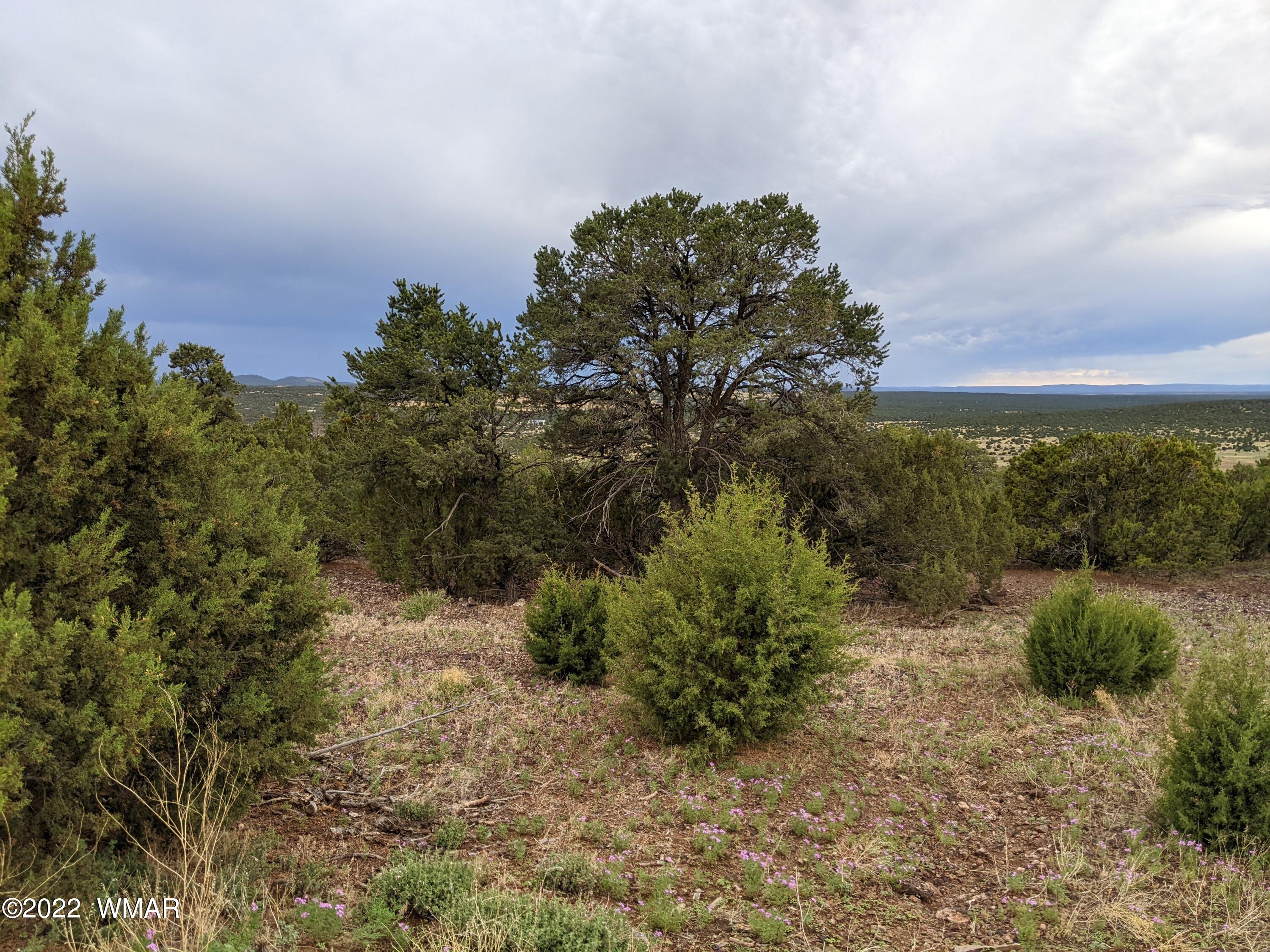 Lot 72 North Dolly Road Concho, AZ 85924 - Photo 7 of 22