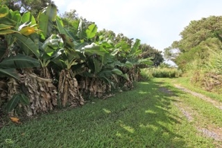 84 South Holokai Road Haiku, HI 96708 - Photo 16 of 17 a view of a garden