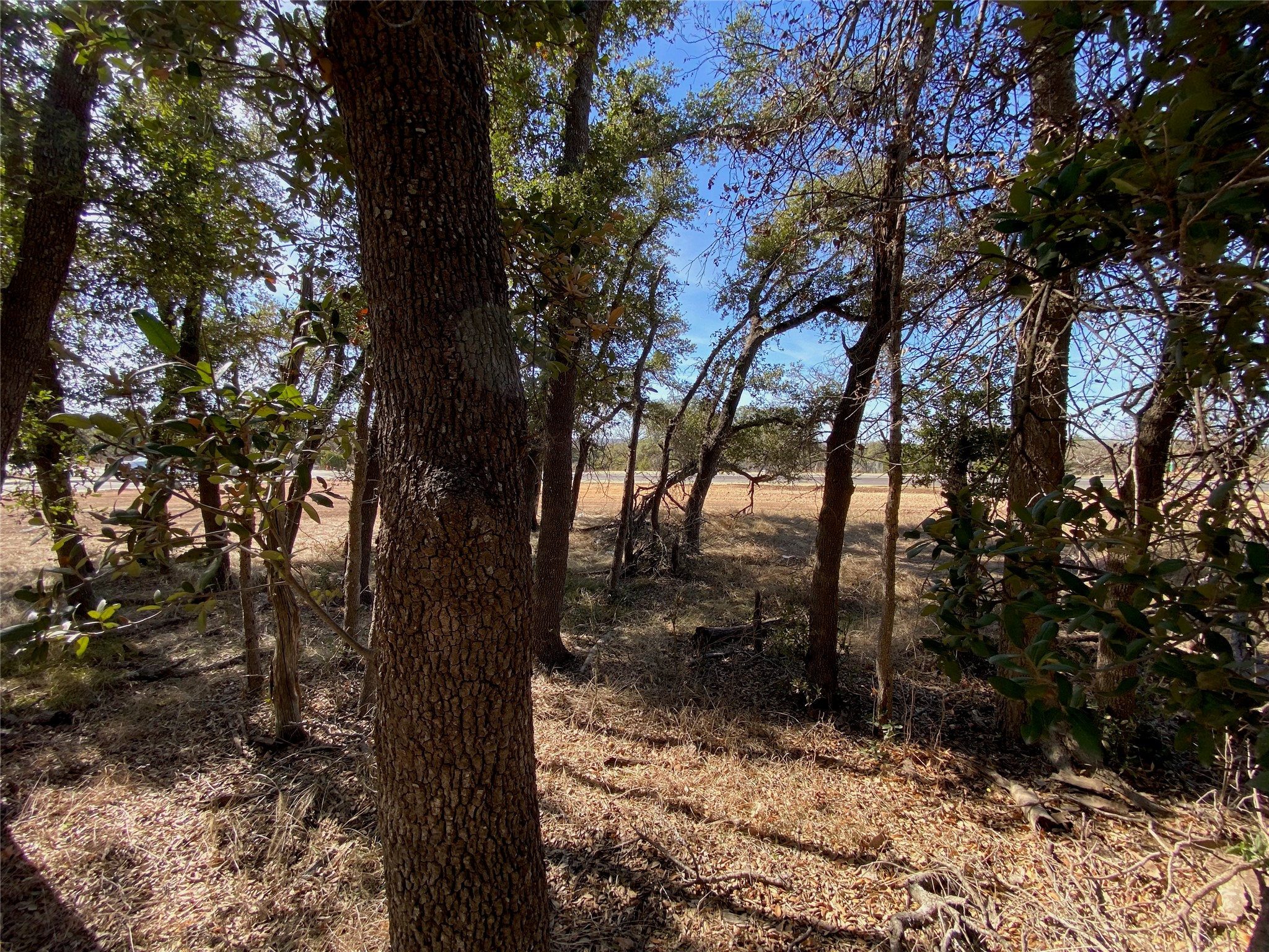 101 Fayt Court Georgetown, TX 78628 - Photo 4 of 14 a view of a yard with trees