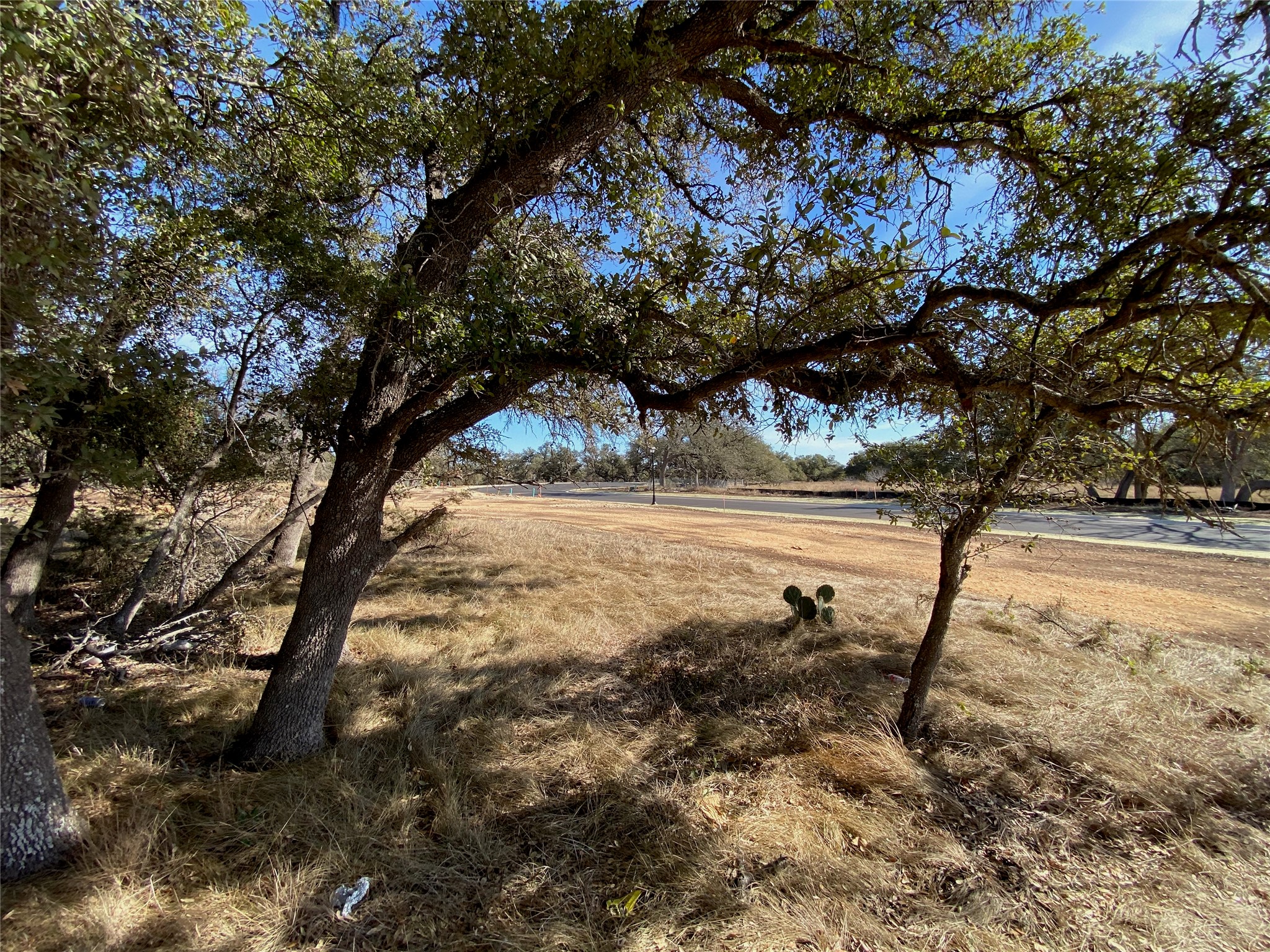 101 Fayt Court Georgetown, TX 78628 - Photo 5 of 14 a view of a yard with a tree