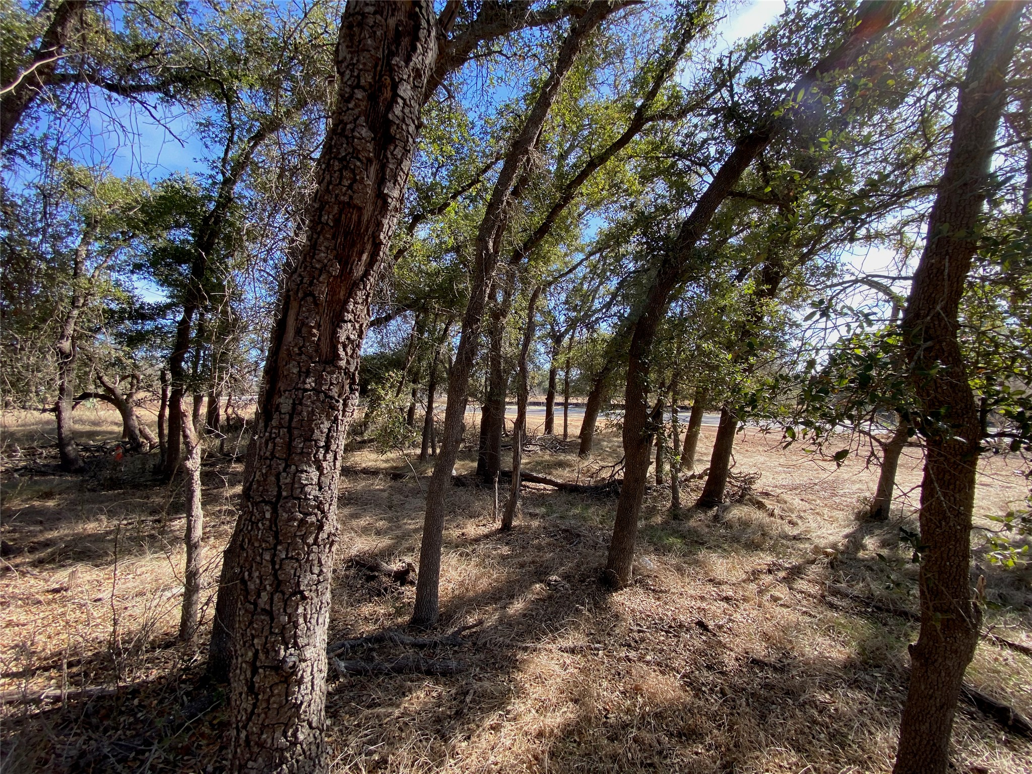 101 Fayt Court Georgetown, TX 78628 - Photo 6 of 14 a view of outdoor space with lots of trees