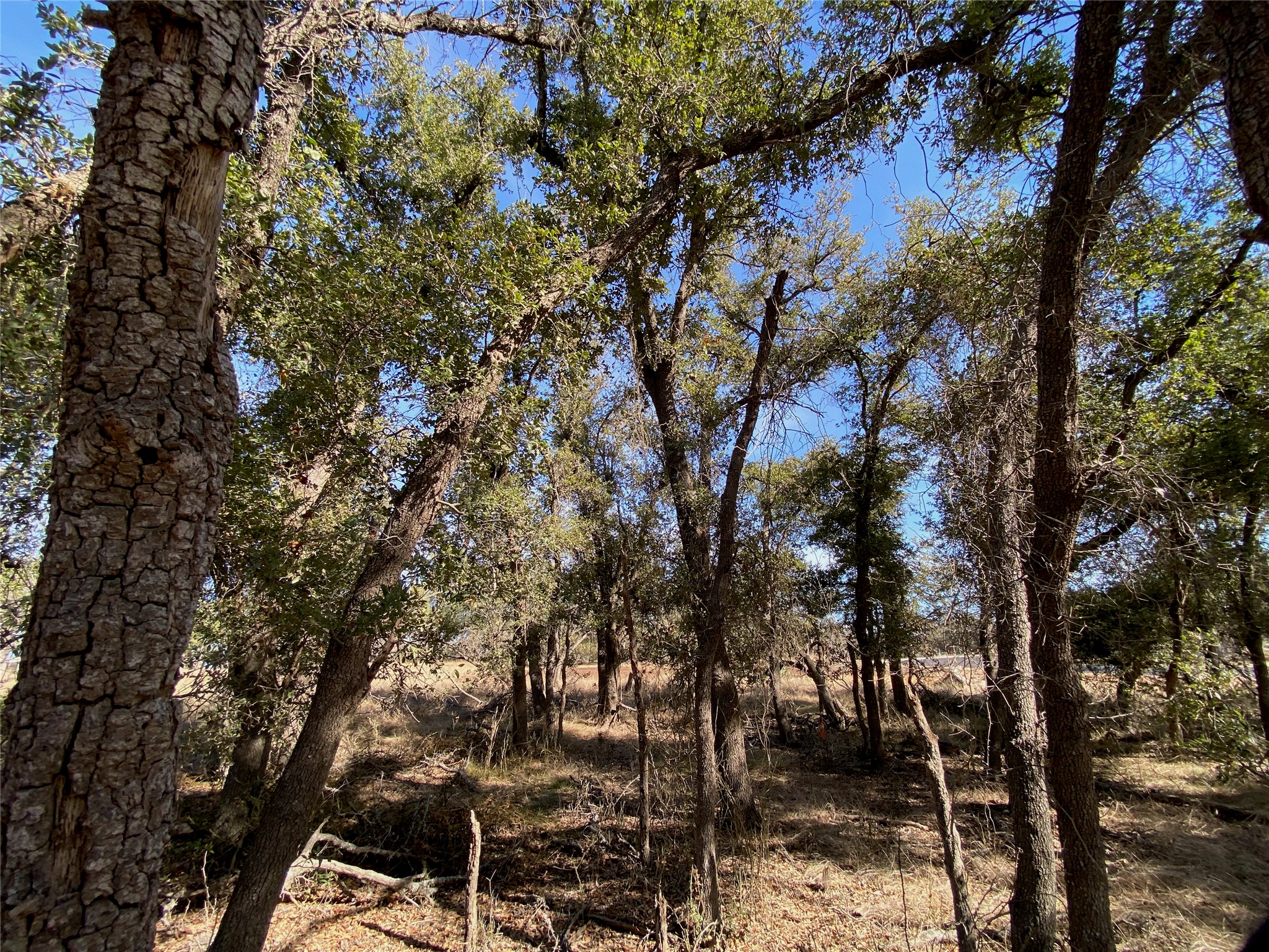 101 Fayt Court Georgetown, TX 78628 - Photo 8 of 14 a backyard of a house with lots of trees