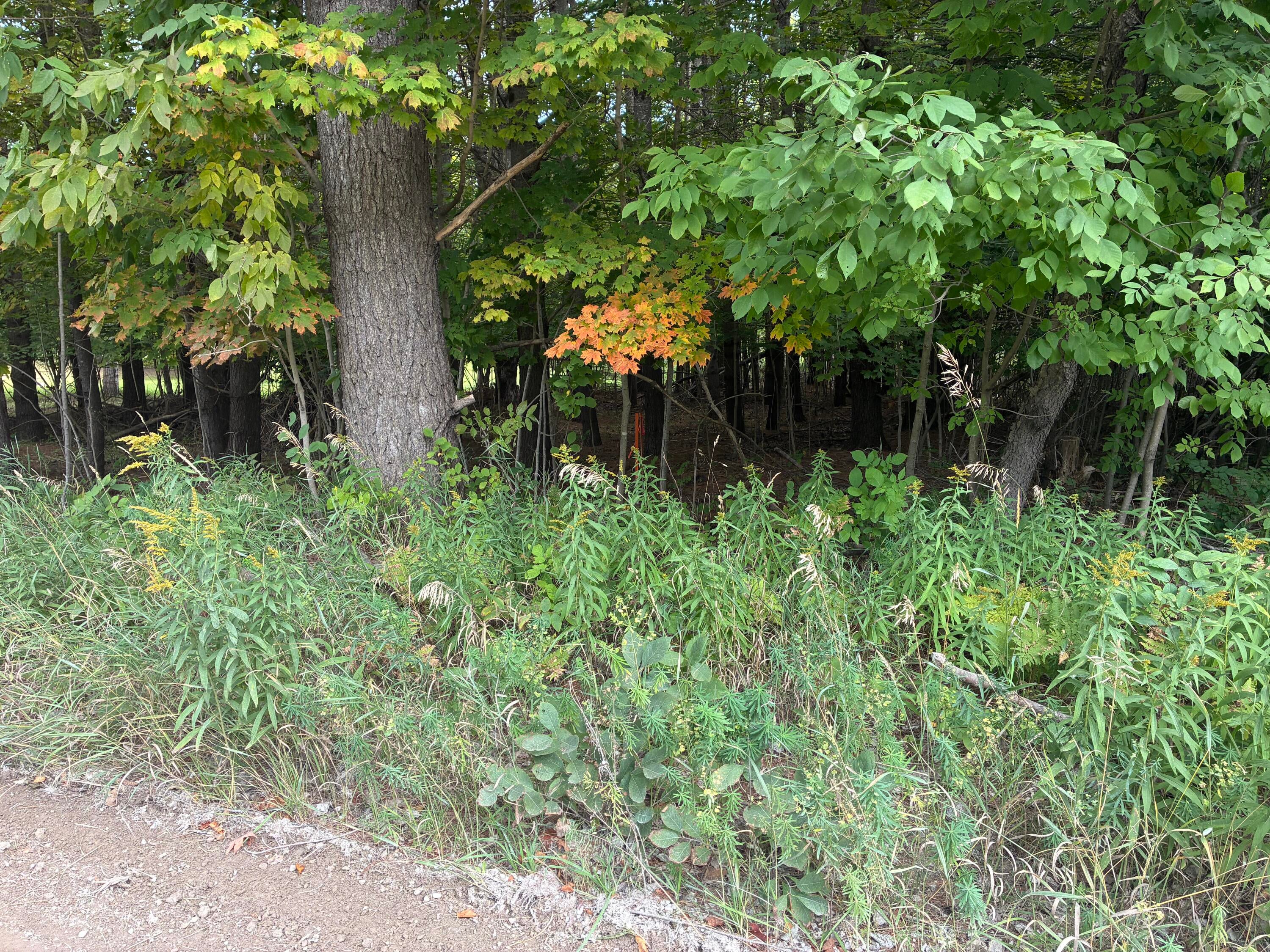 11449 Bilder Road Wolverine, MI 49799 - Photo 10 of 68 Gallery Image 10