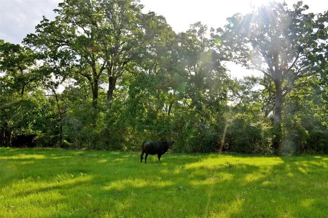 a backyard of a house with lots of green space
