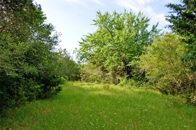 a view of a lush green space