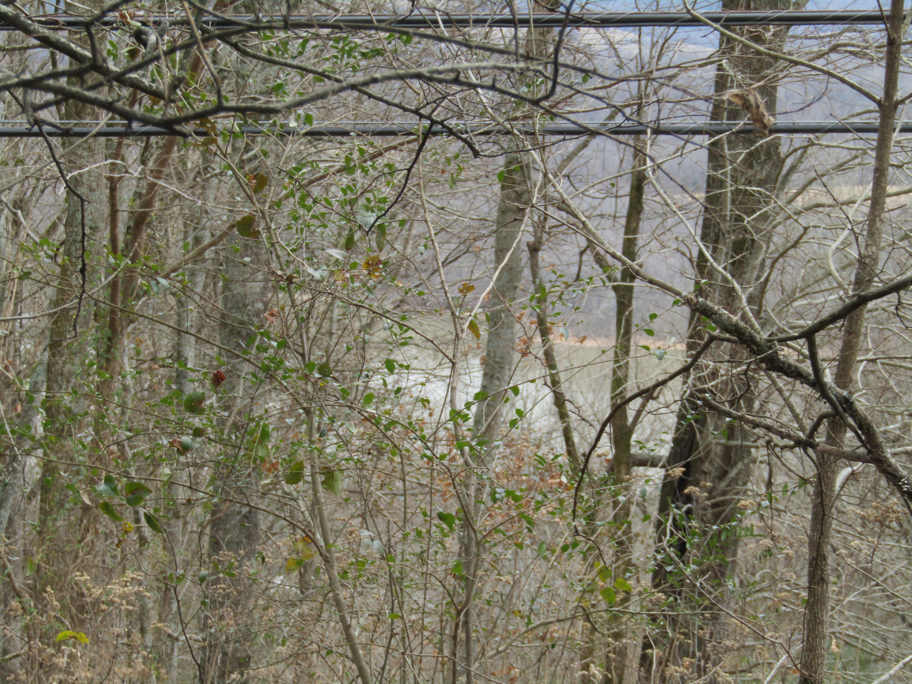 .23-ac Turkey Creek Road Carthage, TN 37030 - Photo 5 of 14 IMG_1164