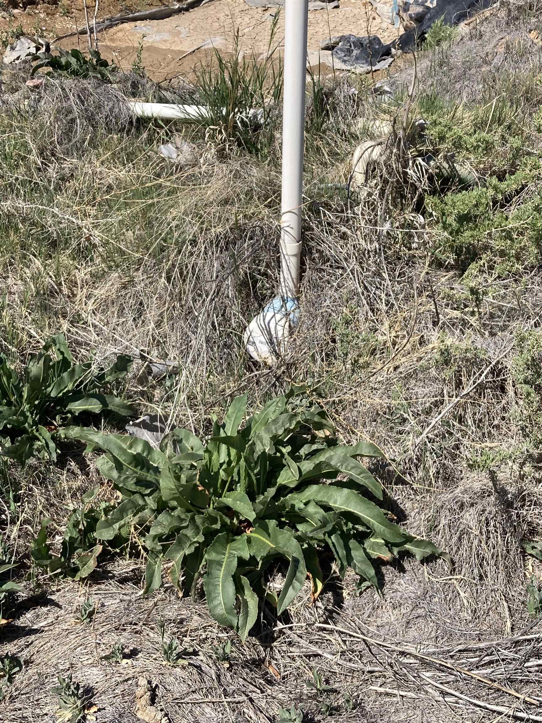 2413 1300th Road Delta, CO 81416 - Photo 29 of 35 a plant that is in middle of garden