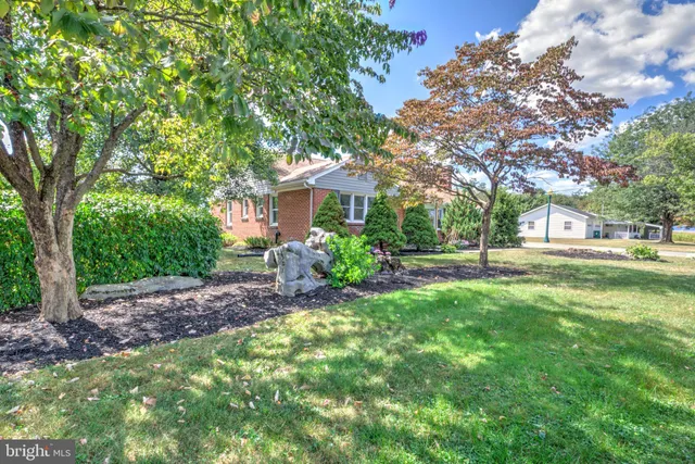a view of a yard with plants and large trees