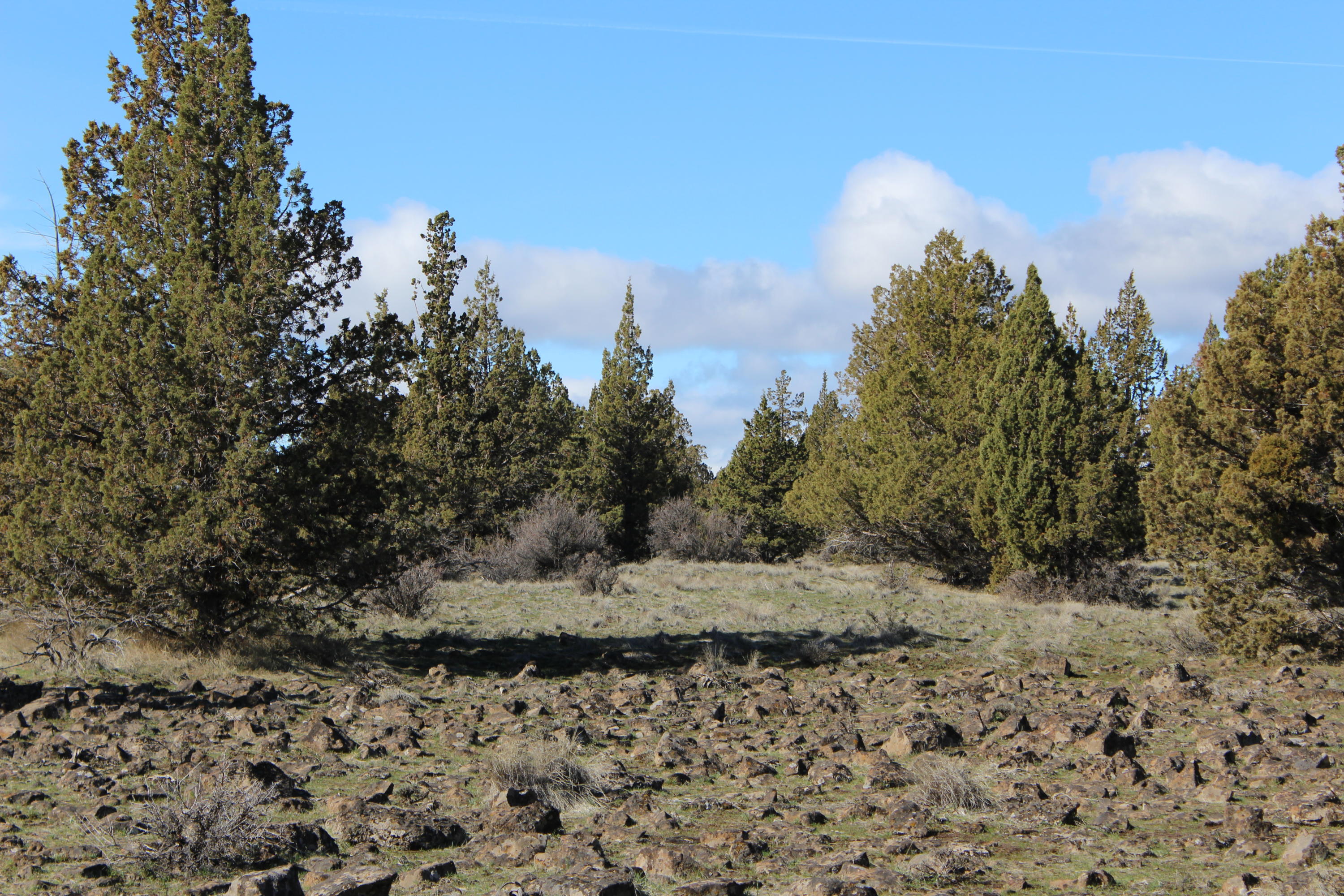 Lot 300 Southwest Graham Road Culver, OR 97734 - Photo 8 of 11 Lot300Graham009