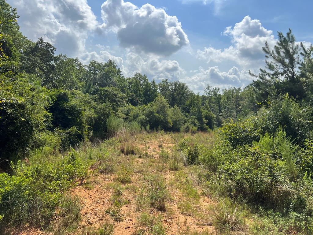 318.5-ac Goose Hollow Road Geneva, AL 36340 - Photo 9 of 50