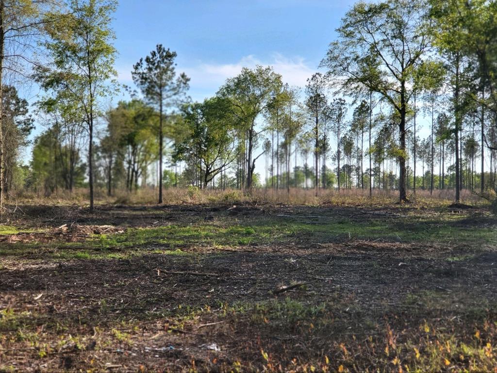 Tract G Conine Road Lakeland, GA 31635 - Photo 1 of 1 Gallery Image 1