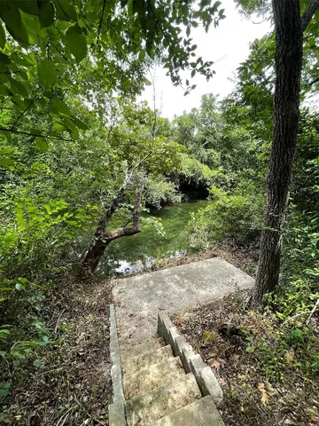 a view of a yard with plants and a large tree