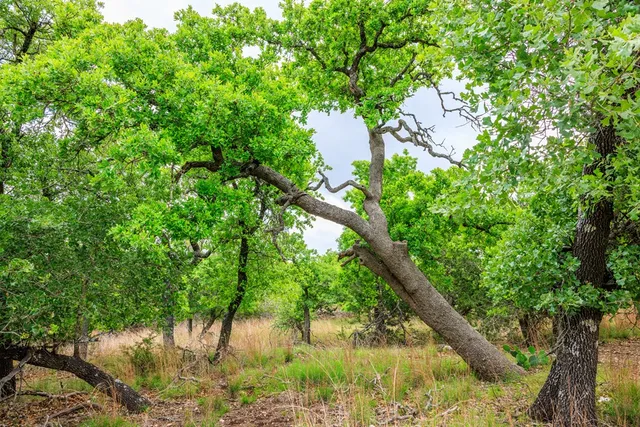 $1,095,000 | 2050 Adj Lane, Fredericksburg, TX 78624