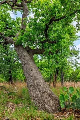 $1,095,000 | 2050 Adj Lane, Fredericksburg, TX 78624