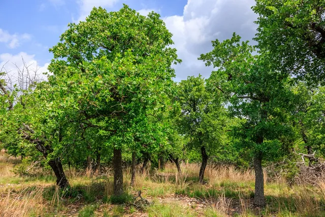 $1,095,000 | 2050 Adj Lane, Fredericksburg, TX 78624