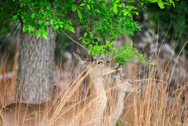 $1,095,000 | 2050 Adj Lane, Fredericksburg, TX 78624
