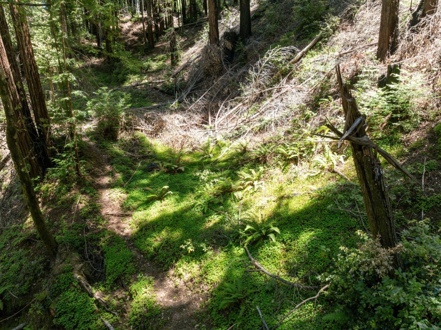 Lot 17 Branson Ranch Boulder Creek, CA 95006 - Photo 33 of 45 a view of a tree