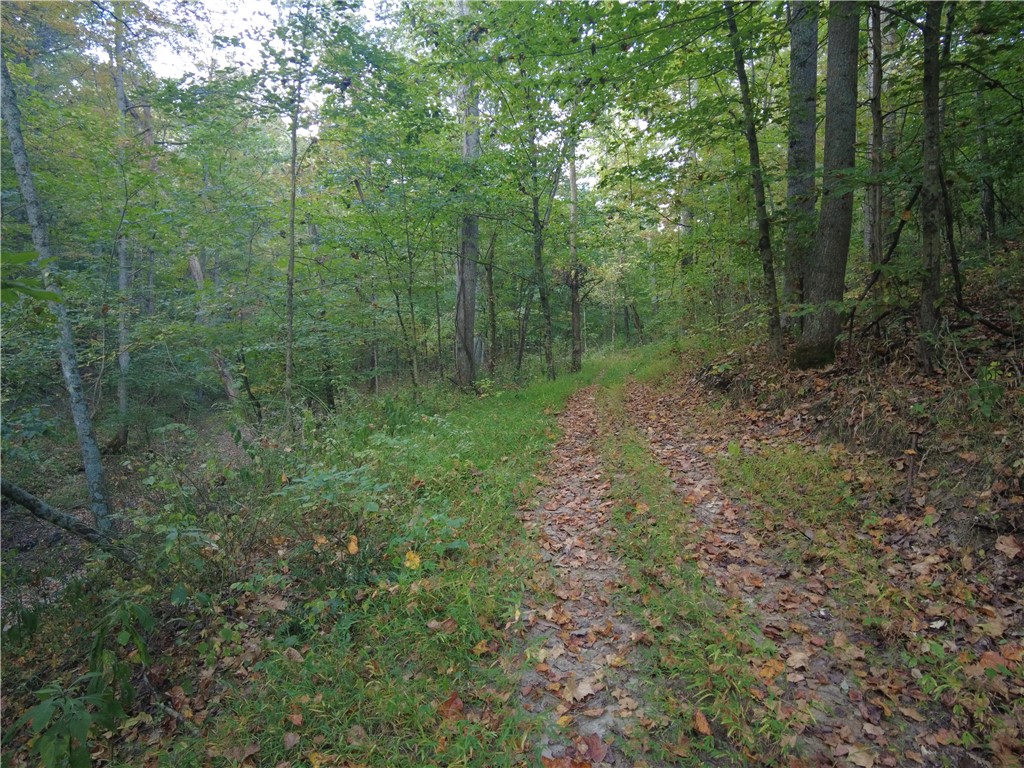 1147 Richey Road Felicity, OH 45120 - Photo 17 of 26 A tranquil path winds through a lush, verdant woodland, inviting serene exploration.
