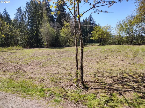 a view of a yard with large trees