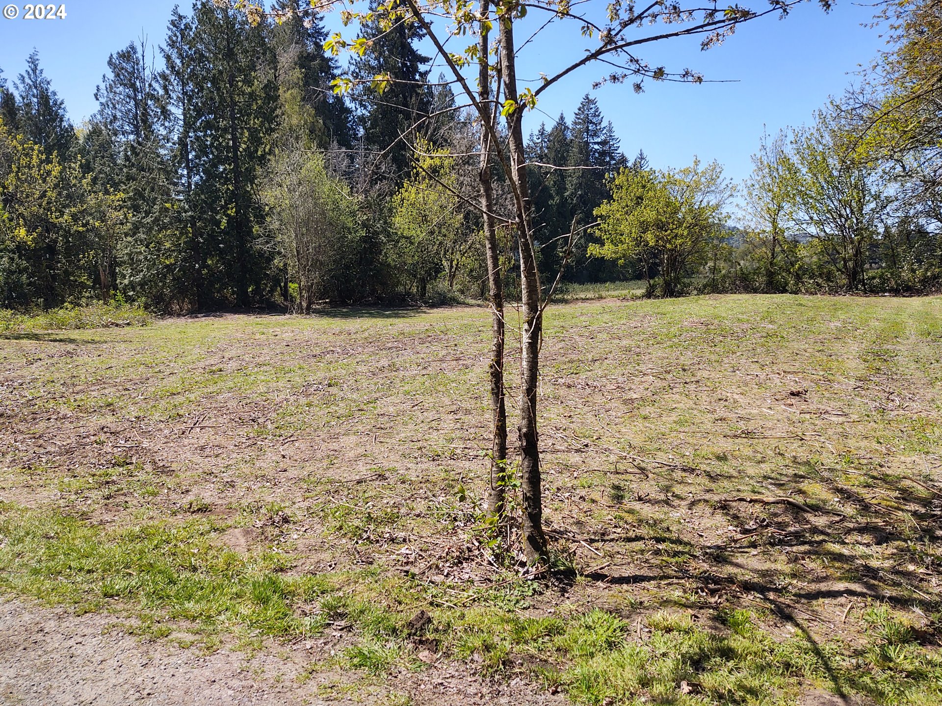 a view of a yard with large trees
