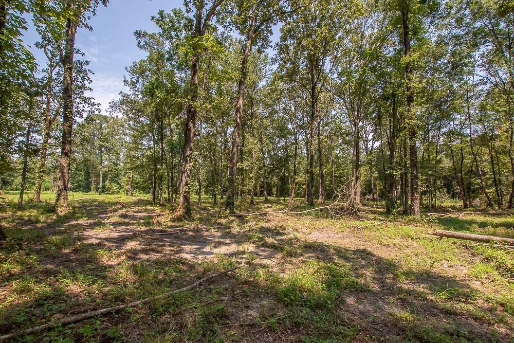 0 Williams Lake Road Pineville, LA 71360 - Photo 4 of 5 Gallery Image 4