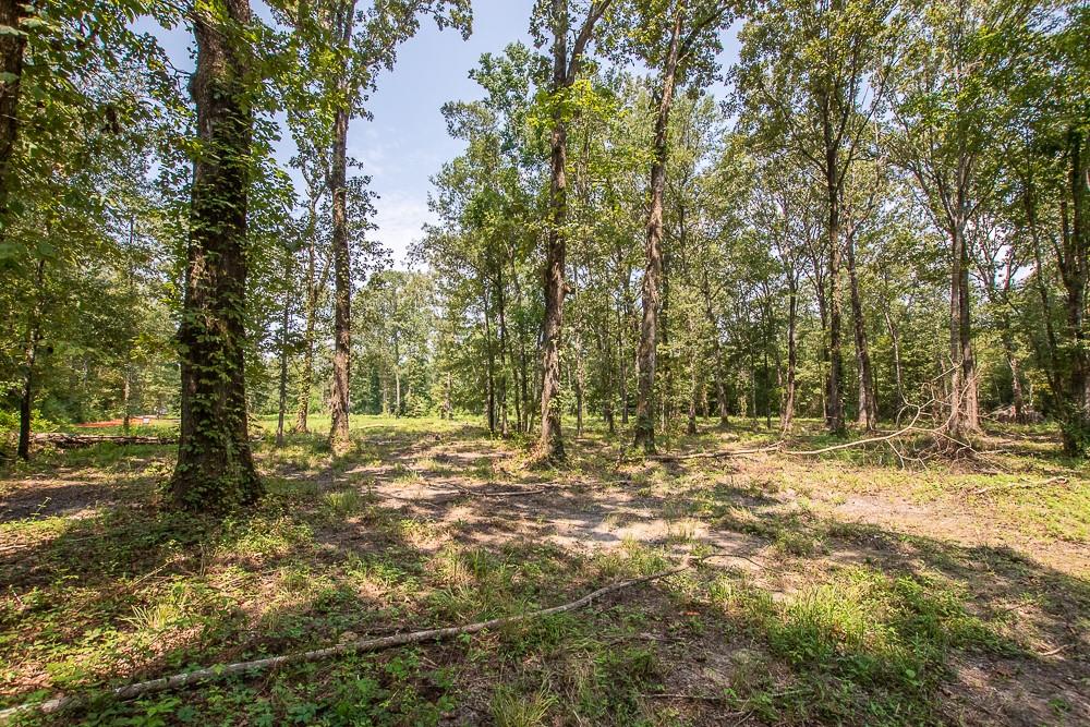 0 Williams Lake Road Pineville, LA 71360 - Photo 5 of 5 Gallery Image 5
