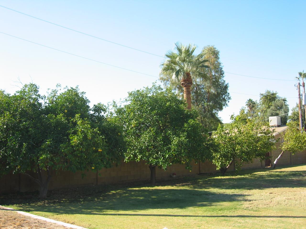 3101 West Cactus Road Phoenix, AZ 85029 - Photo 13 of 26 Backyard tree