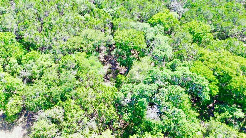 237 Pleasant Valley Road Wimberley, TX 78676 - Photo 2 of 8 a view of a lush green forest