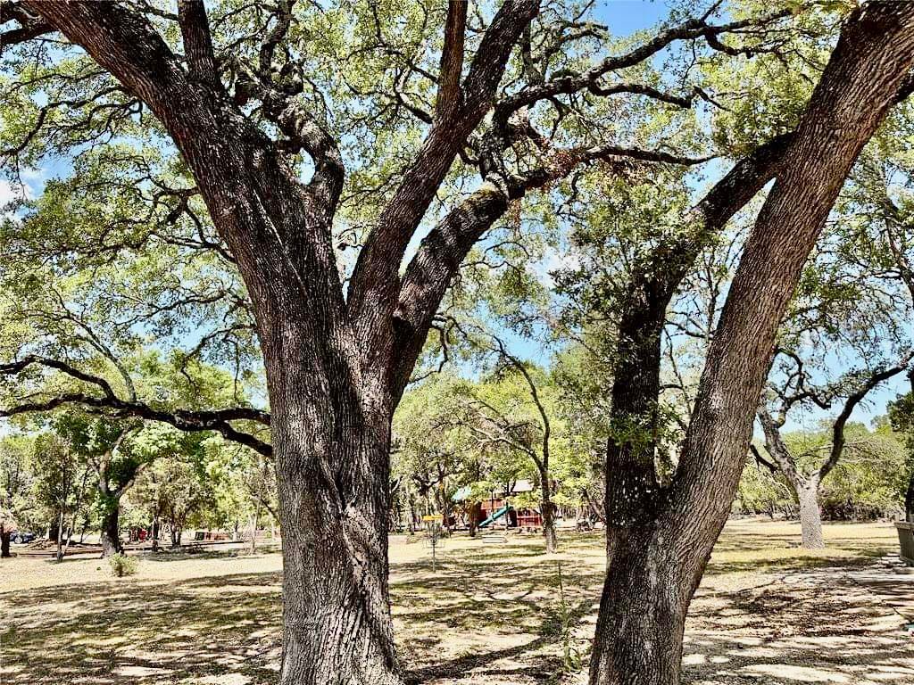 237 Pleasant Valley Road Wimberley, TX 78676 - Photo 4 of 8 a view of a tree in the middle of a yard