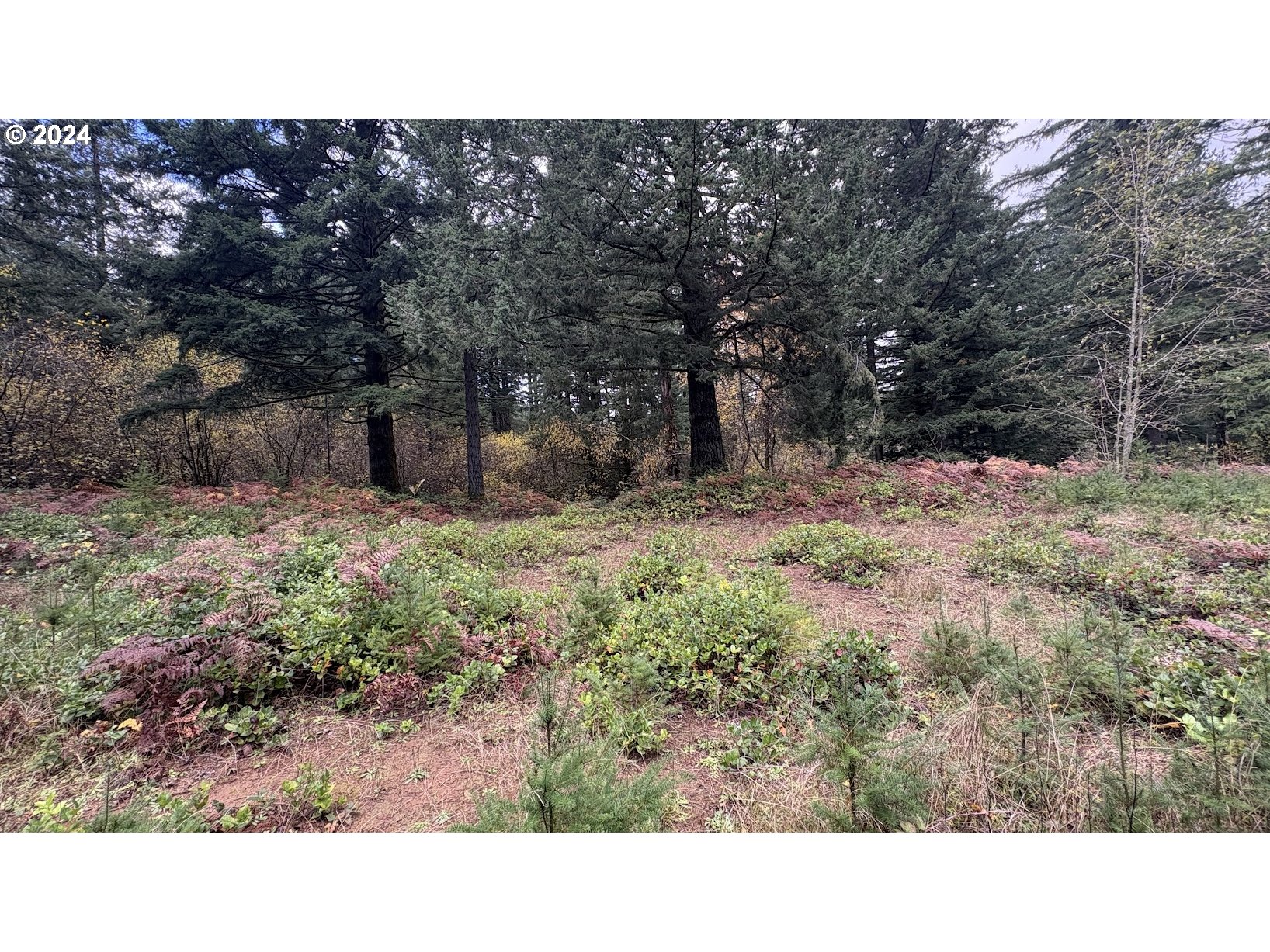 32218 Northeast 86th Street Camas, WA 98607 - Photo 14 of 23 a open area with lots of trees