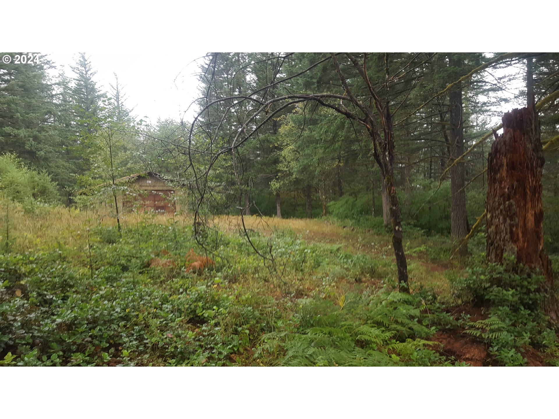 32218 Northeast 86th Street Camas, WA 98607 - Photo 3 of 23 a open area with lots of trees