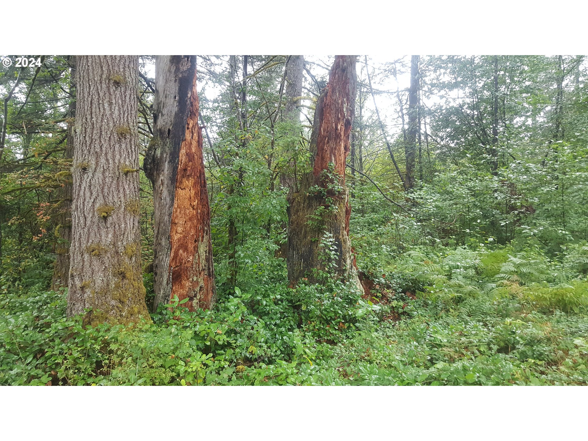 32218 Northeast 86th Street Camas, WA 98607 - Photo 4 of 23 a open area with trees in the background