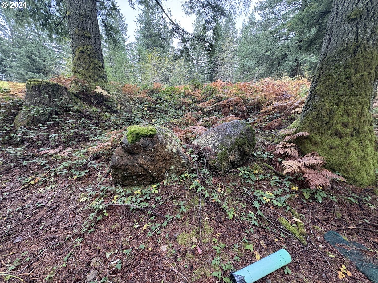 32218 Northeast 86th Street Camas, WA 98607 - Photo 8 of 23 a view of a backyard with plants and large trees