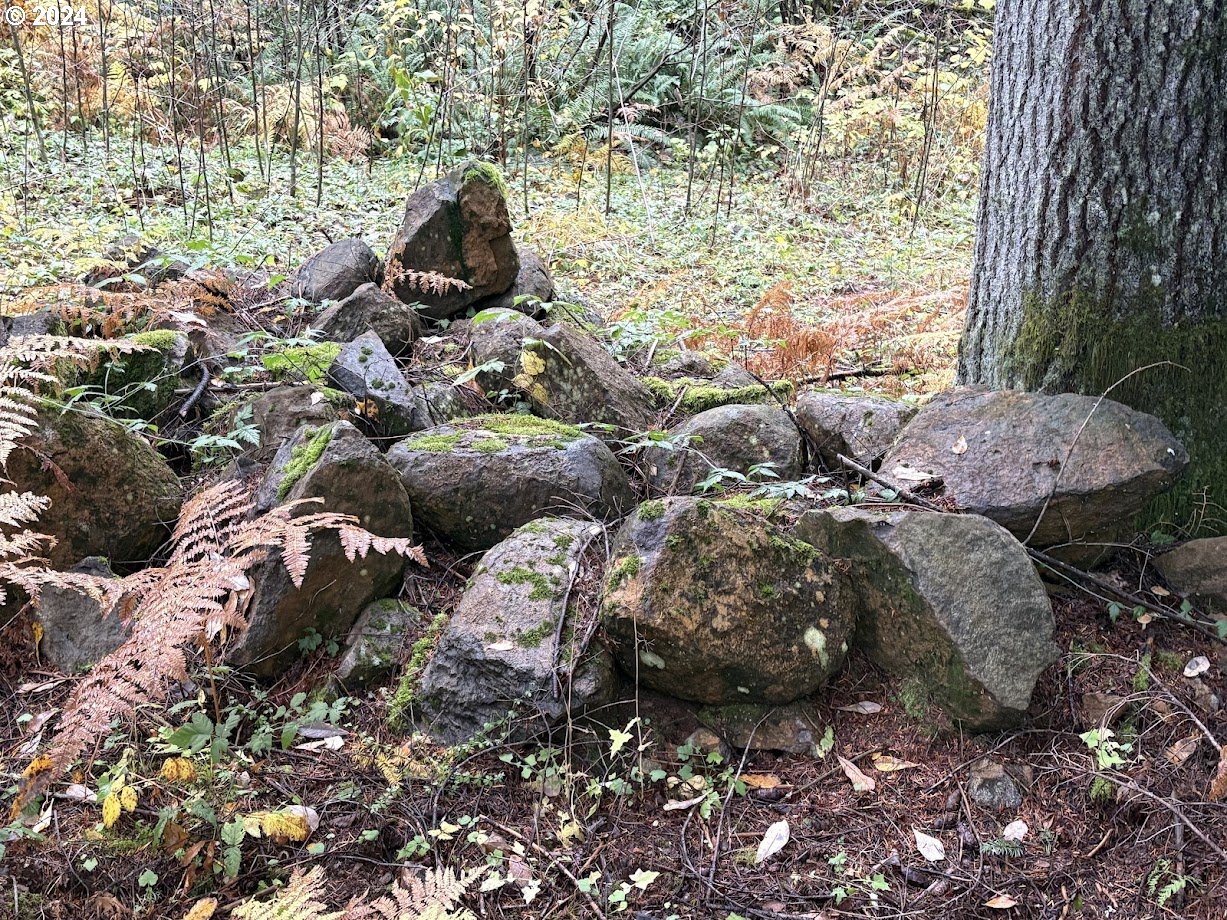 32218 Northeast 86th Street Camas, WA 98607 - Photo 9 of 23 a backyard of a house with lots of green space