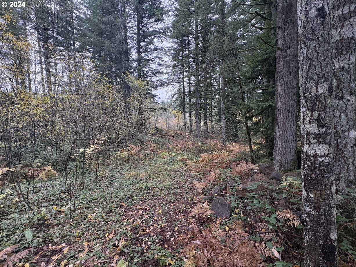 32218 Northeast 86th Street Camas, WA 98607 - Photo 10 of 23 a view of a forest with trees