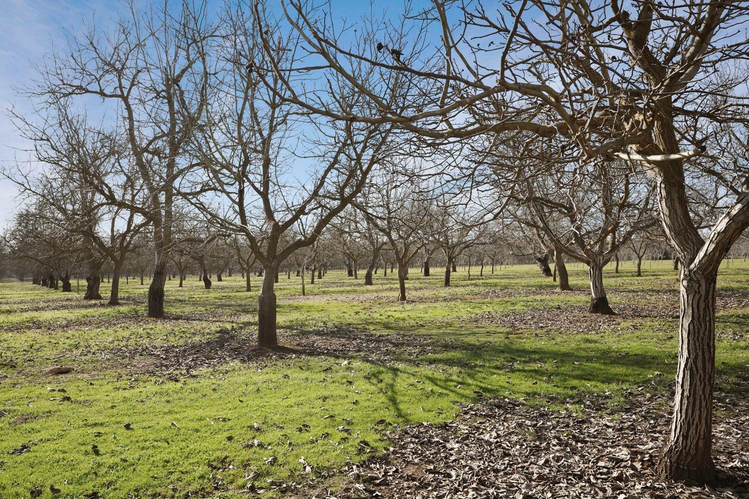 10710 North Shelton Road Linden, CA 95236 - Photo 70 of 75 a view of yard with trees