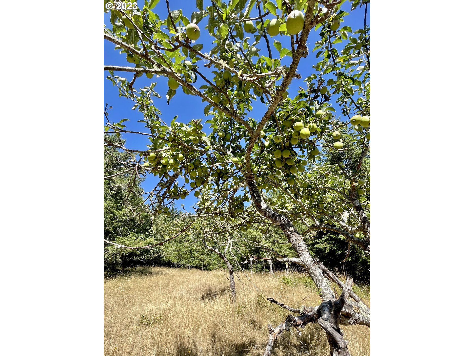 49008 Eckley Mountain Road Broadbent, OR 97414 - Photo 35 of 48 a picture of a tree with some plants
