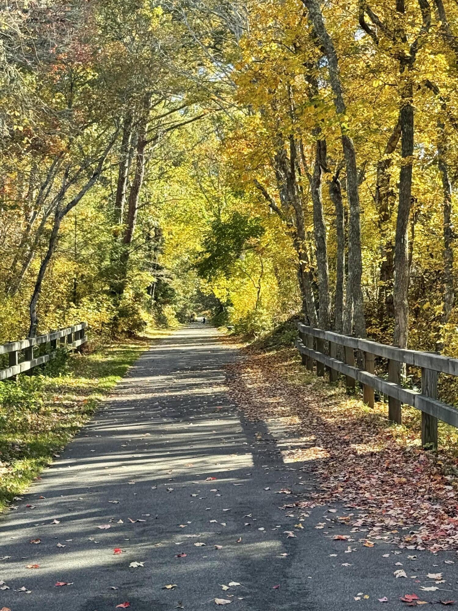 3 Bentley Road Harwich, MA 02645 - Photo 23 of 23 a view of yard along with trees