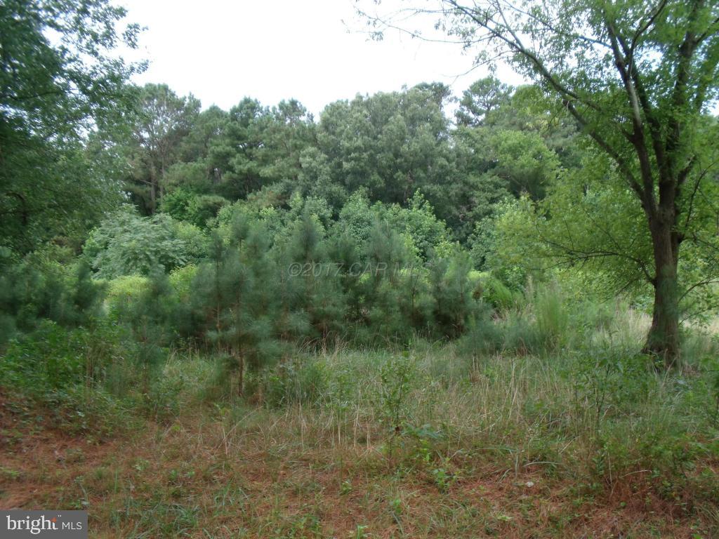 1313 Buck Harbor Road Pocomoke City, MD 21851 - Photo 1 of 62 Gallery Image 1