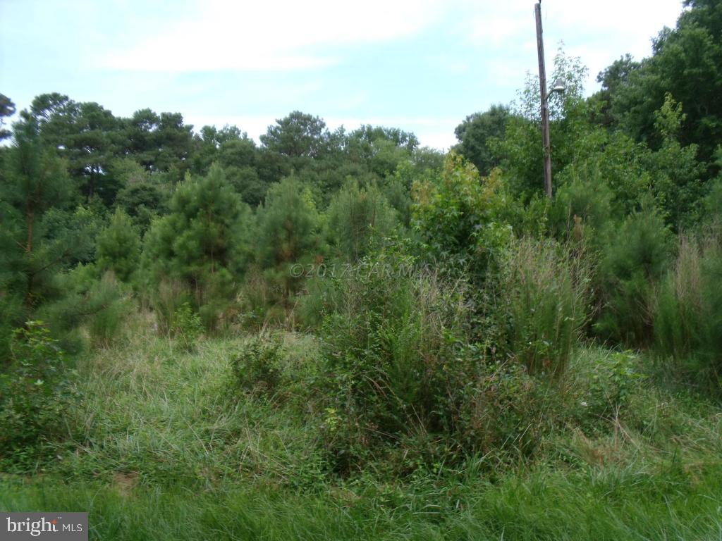 1313 Buck Harbor Road Pocomoke City, MD 21851 - Photo 2 of 62 Gallery Image 2