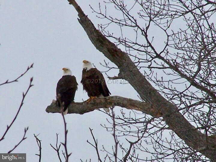 1313 Buck Harbor Road Pocomoke City, MD 21851 - Photo 17 of 62 Gallery Image 17