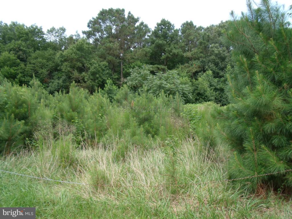 1313 Buck Harbor Road Pocomoke City, MD 21851 - Photo 5 of 62 Gallery Image 5